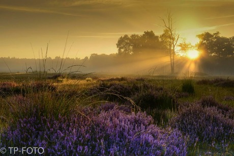 De grote heide, Venlo.