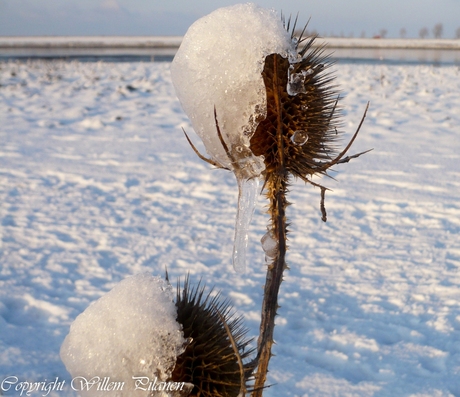 winter wonderland