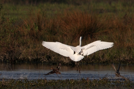 Zilverreiger