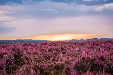 Zonsondergang bij bloeiende heide