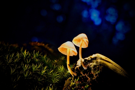 Paddenstoelen in de spotlight