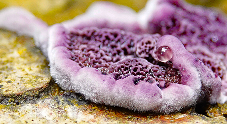 Kleuren van de natuur