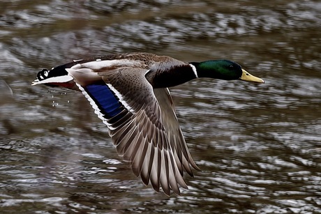 Zo gewoon maar ook prachtig 