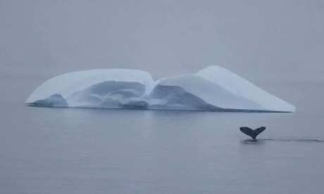 IJsberg past zich aan walvis aan:-)