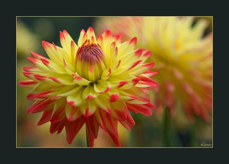 gevlamde dahlia