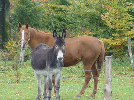 Paard en Ezel