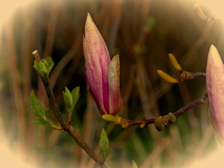 Bloem in het tegenlicht. 