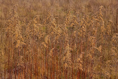 Guldenroede 