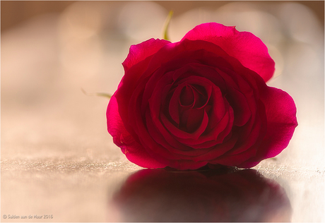 Just a Rose