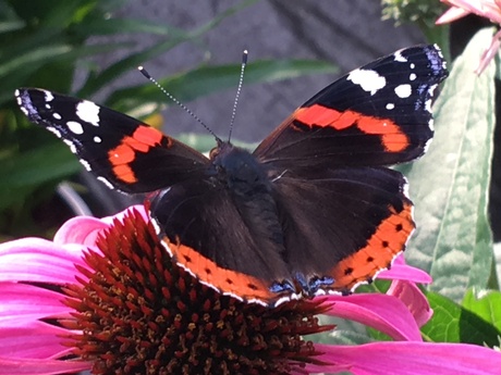 Tegengekomen in een tuincentrum! Foto met IPhone gemaakt.