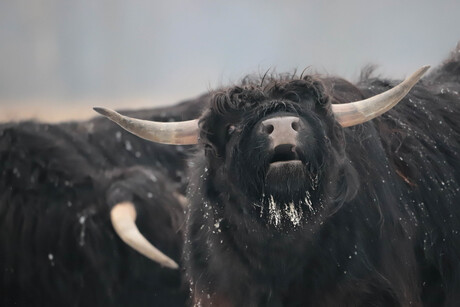 Schotse Hooglander in de sneeuw