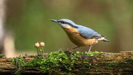 Herfst met de Boomklever