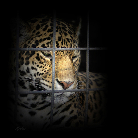 Beauty in captivity