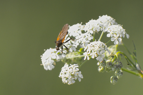Akkerdisteldansvlieg (?) op Fluitekruid