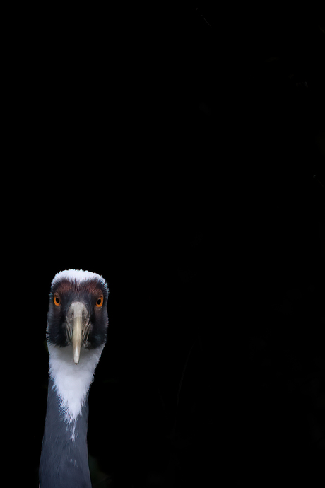 Portret Kraanvogel Diergaarde Blijdorp