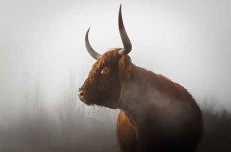 Schotse Hooglander in de mist