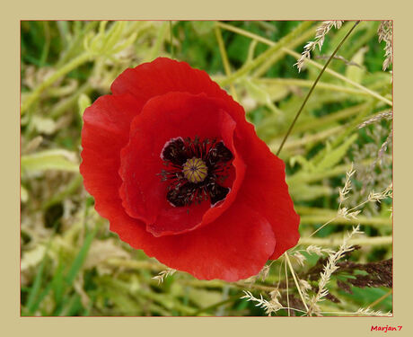 Papaver