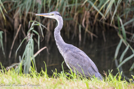 Blauwe Reiger