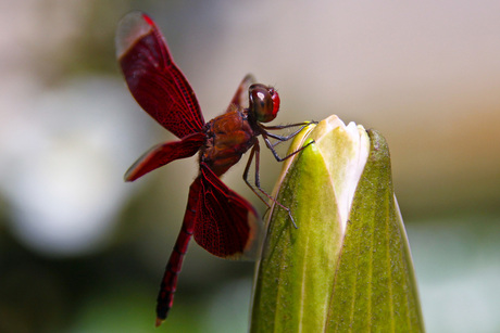 Libelle op Lotus