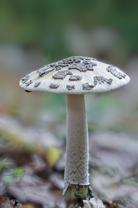 Paddenstoelen 