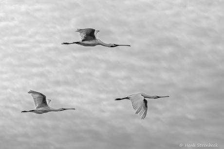 Lepelaars vertrekken
