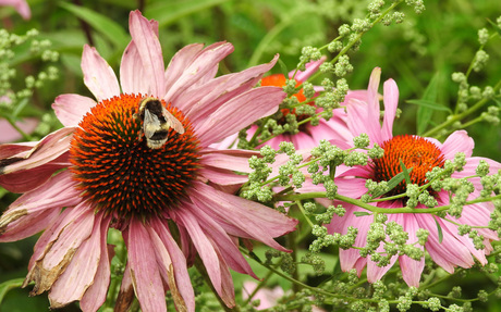 Roze Zonnehoeden met bezoek