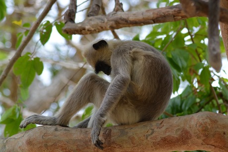 Relaxte grey langur