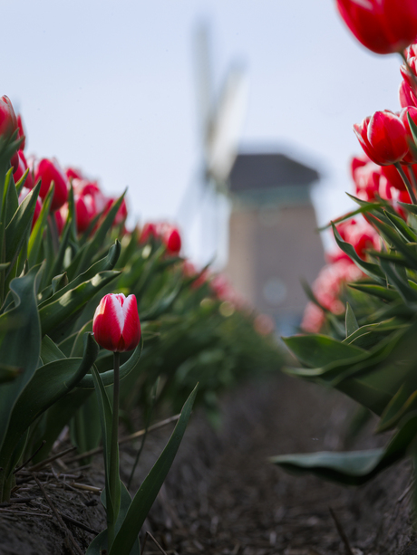 Rode Tulp met molen