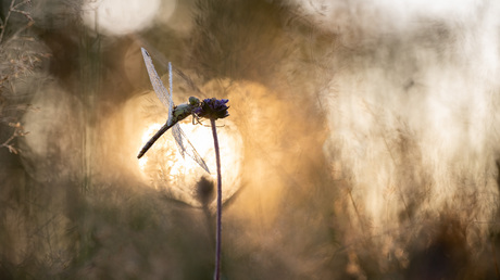 dragonfly