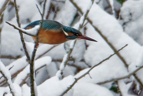 IJsvogel in actie tijdens sneeuwbui