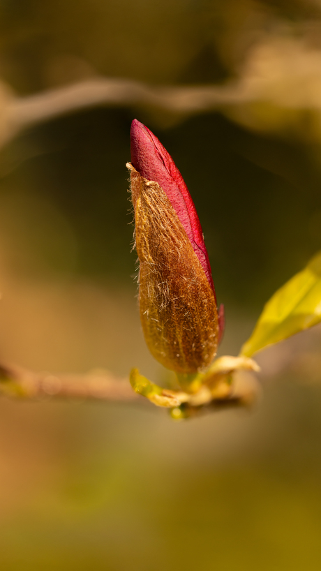 Magnolia ontwaakt