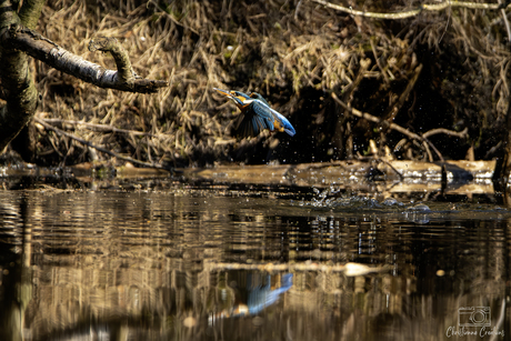 Duik van een ijsvogel