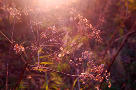 Herfst