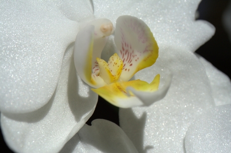 Orchidee 1