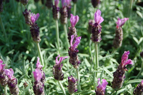 lavendel