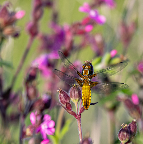 Platbuik libelle