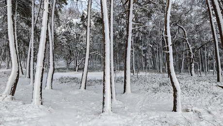 Winter Veluwe