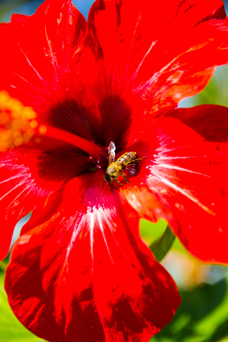 Bee flower 2