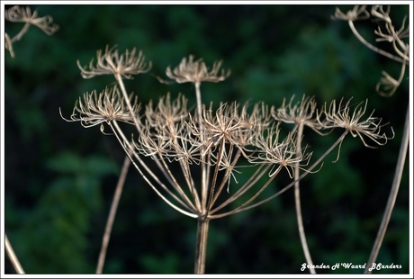 Herfst in de grienden