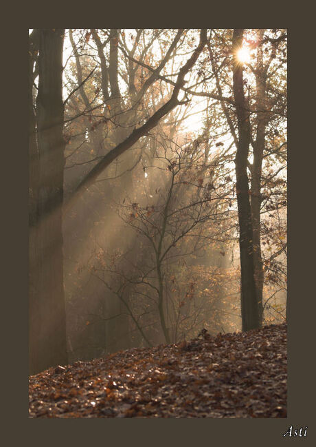 zon door bomen