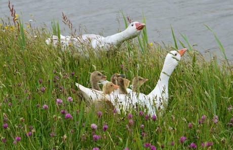 Geboren op Texel