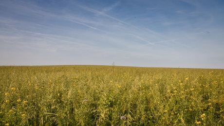 Bloeiend-veld
