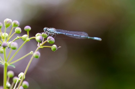 Libelle