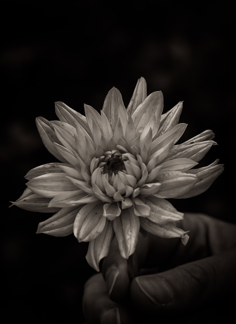 Dahlia