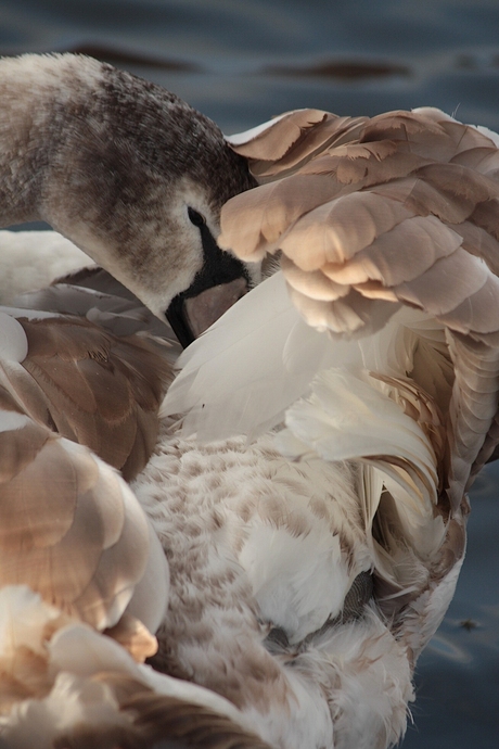 Close up van de jonge zwaan