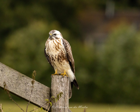 Buizerd.