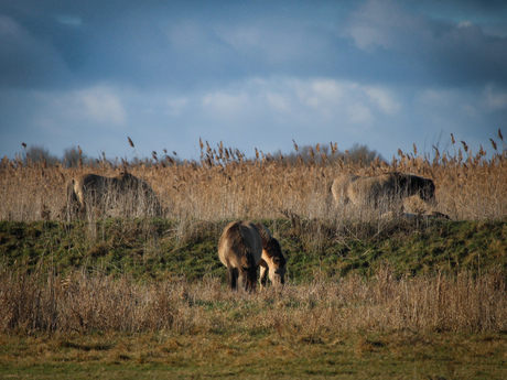 Paarden in de Oostvaardersplassen 