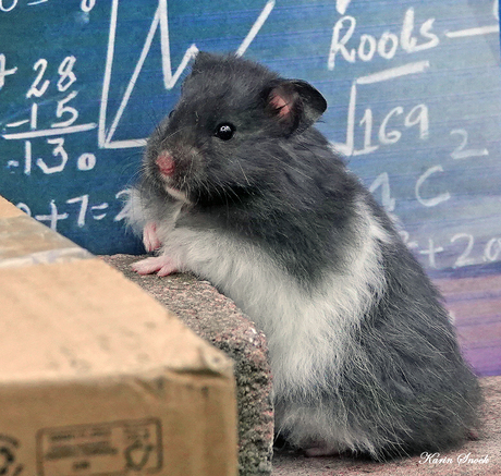 "Meet and greet with...... Einstein..."