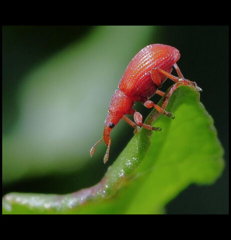 Rood Snuitkevertje