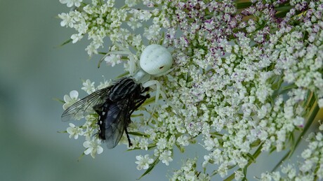 Vangst, geduld is beloond
